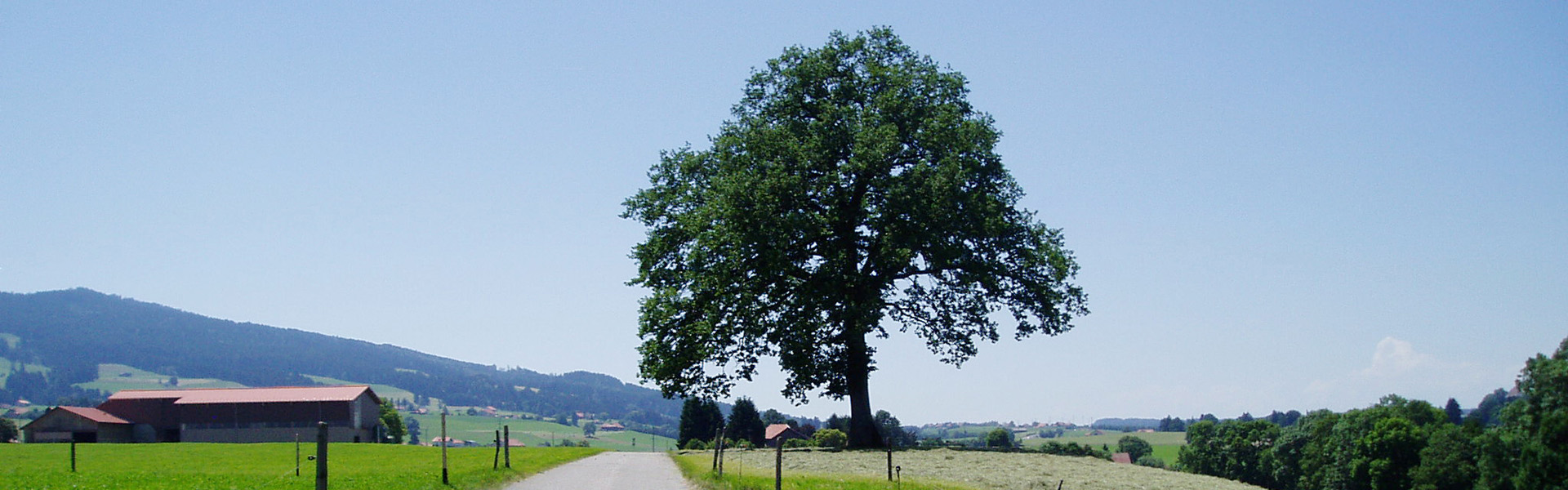 Arbre Raemy 03 - Copie